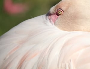 pink bird thumbnail