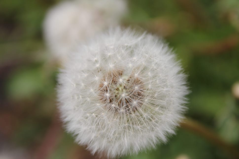 close-up photo of dandelion preview