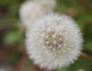 close-up photo of dandelion thumbnail