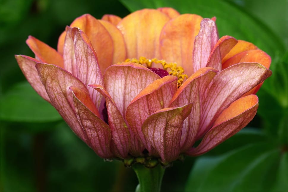 Flower, Orange-Pink, Zinnia, Plant, flower, petal preview