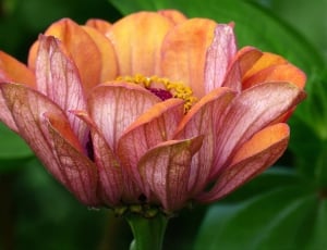 Flower, Orange-Pink, Zinnia, Plant, flower, petal thumbnail