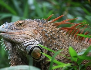 Costa Rica, Wildlife, Iguana, Reptile, reptile, animal wildlife thumbnail