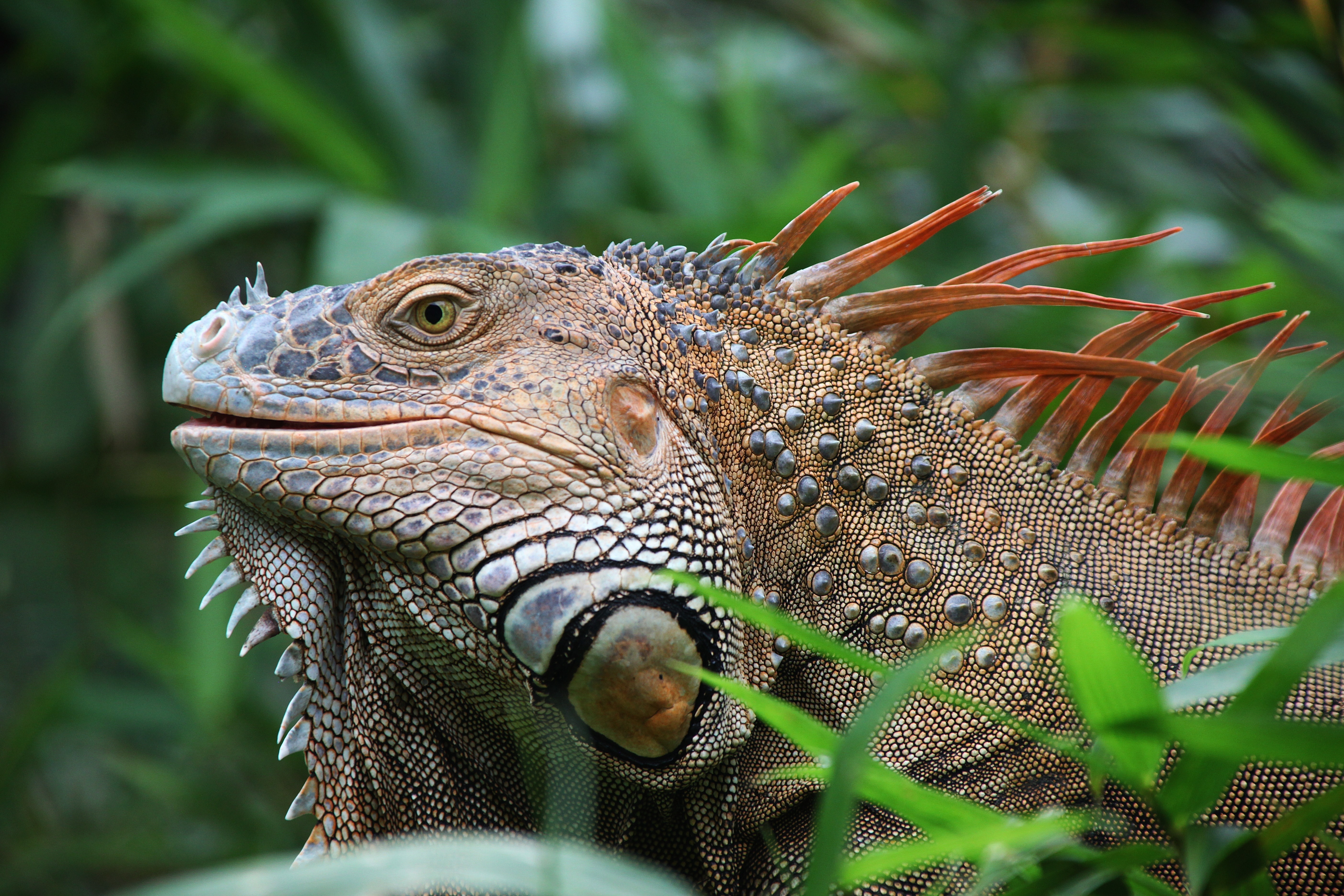 Costa Rica, Wildlife, Iguana, Reptile, reptile, animal wildlife