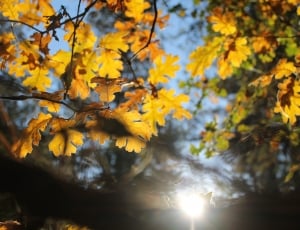 yellow and green leaves on tree at daytime thumbnail