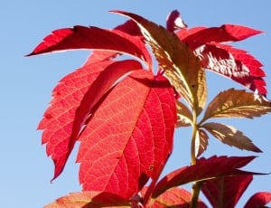 Wine Partner, Autumn, Red, Leaves, red, blue thumbnail