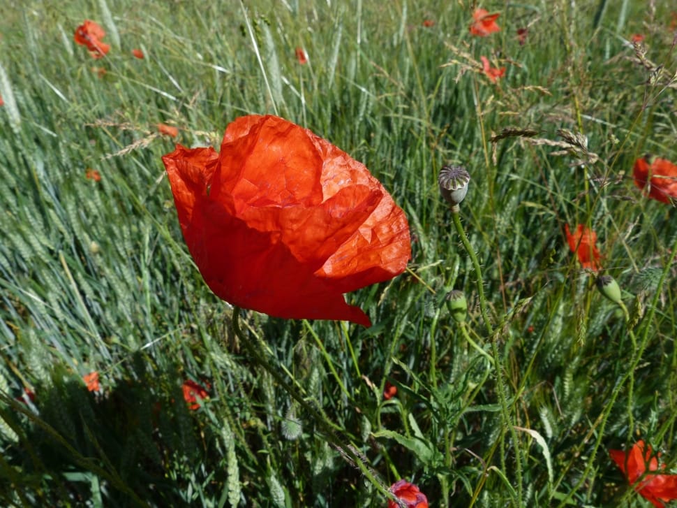 red poppy preview
