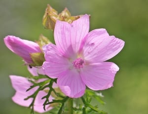 5-petaled pink flower thumbnail