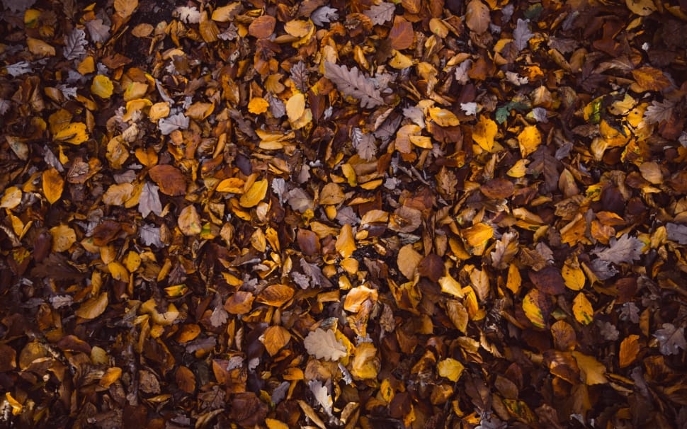 brown leaves preview