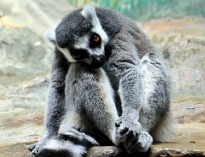 grey primate thumbnail