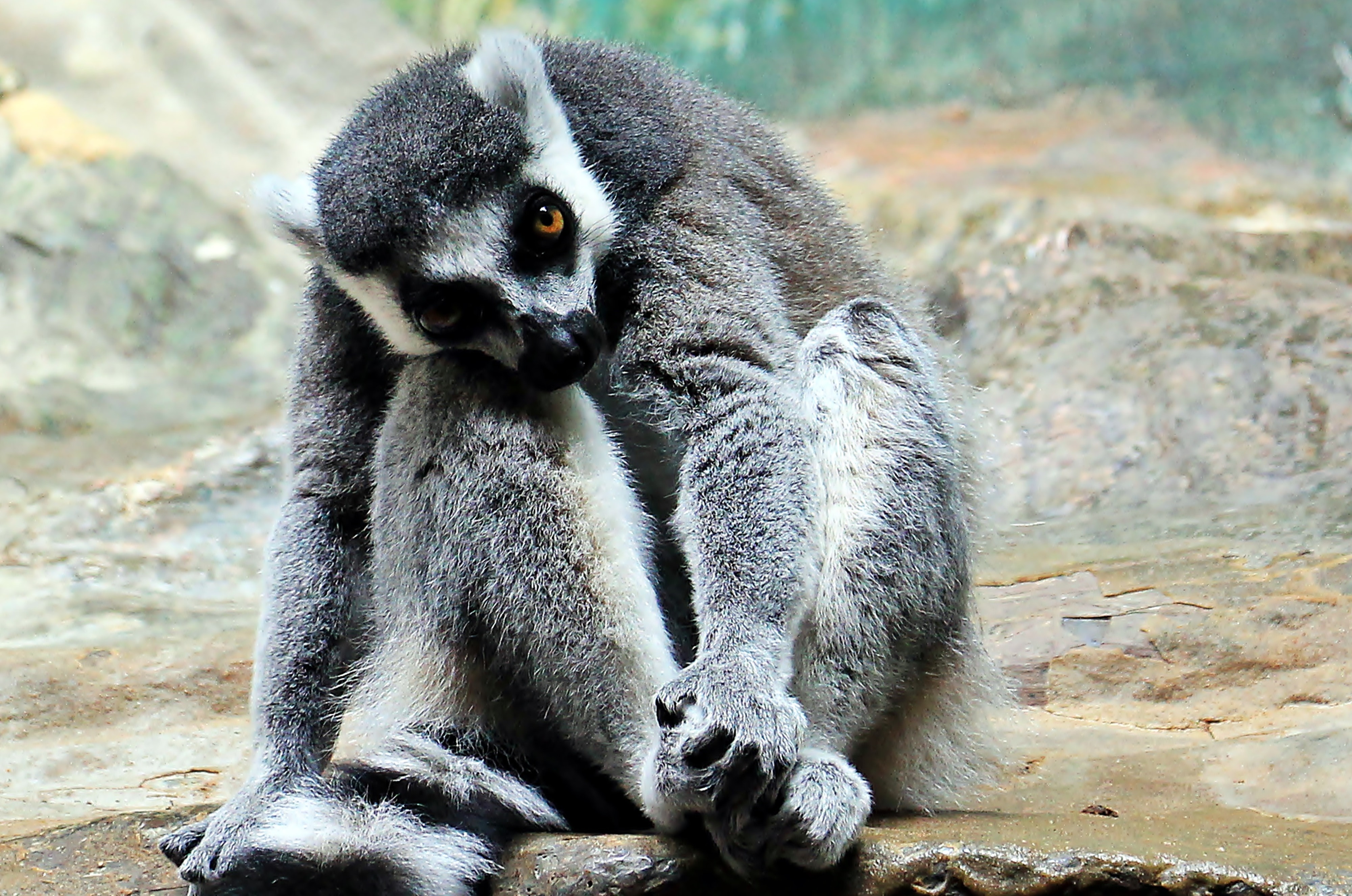 grey primate