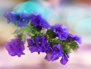 purple larkspur flower thumbnail