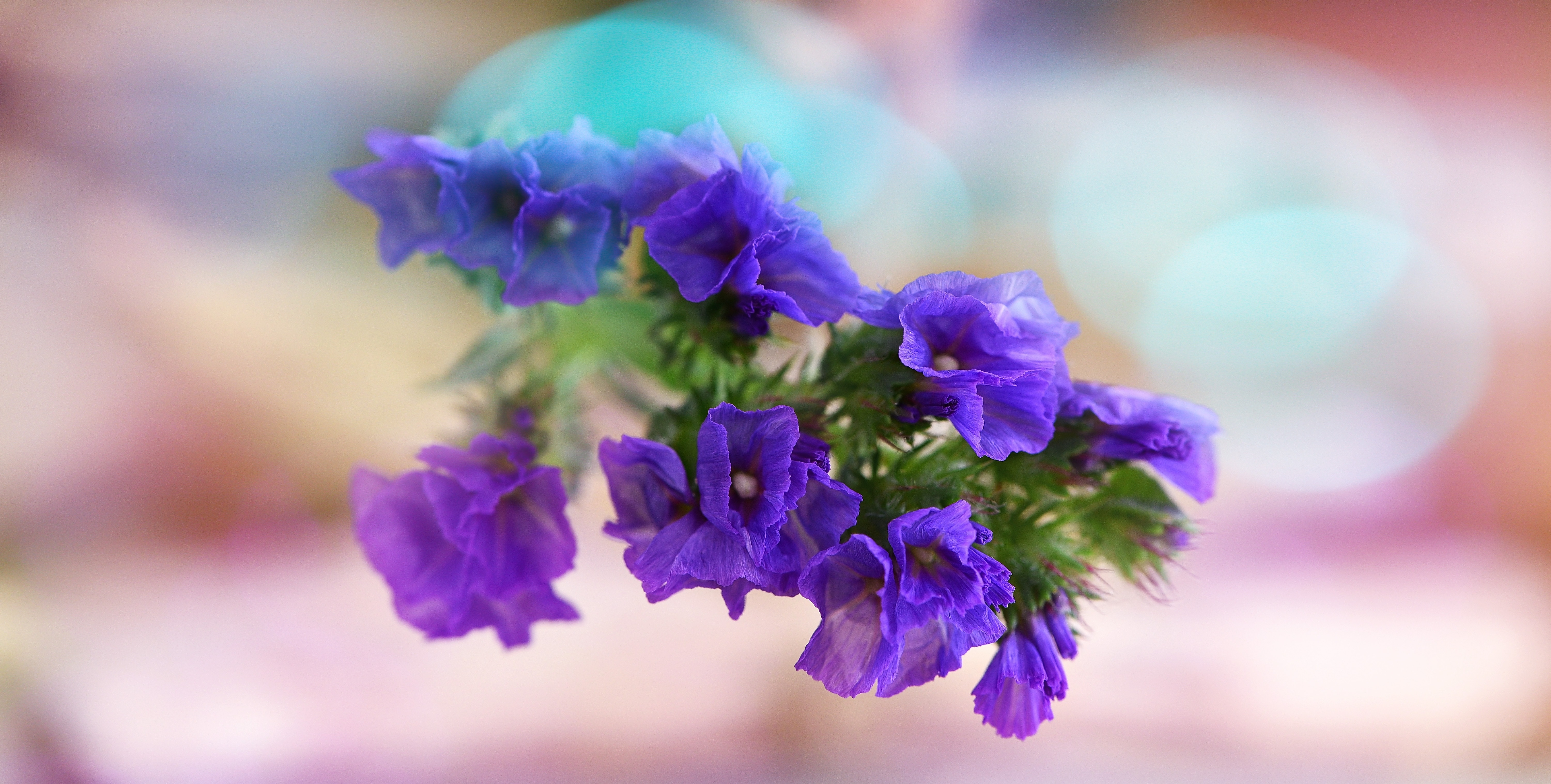 purple larkspur flower