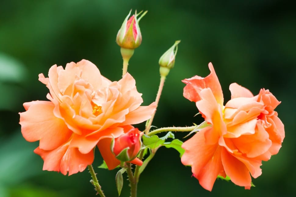 full bloomed orange rose flower preview