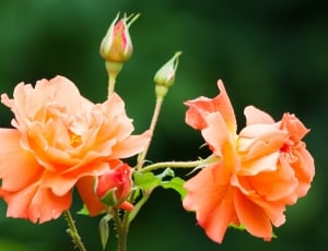 full bloomed orange rose flower thumbnail