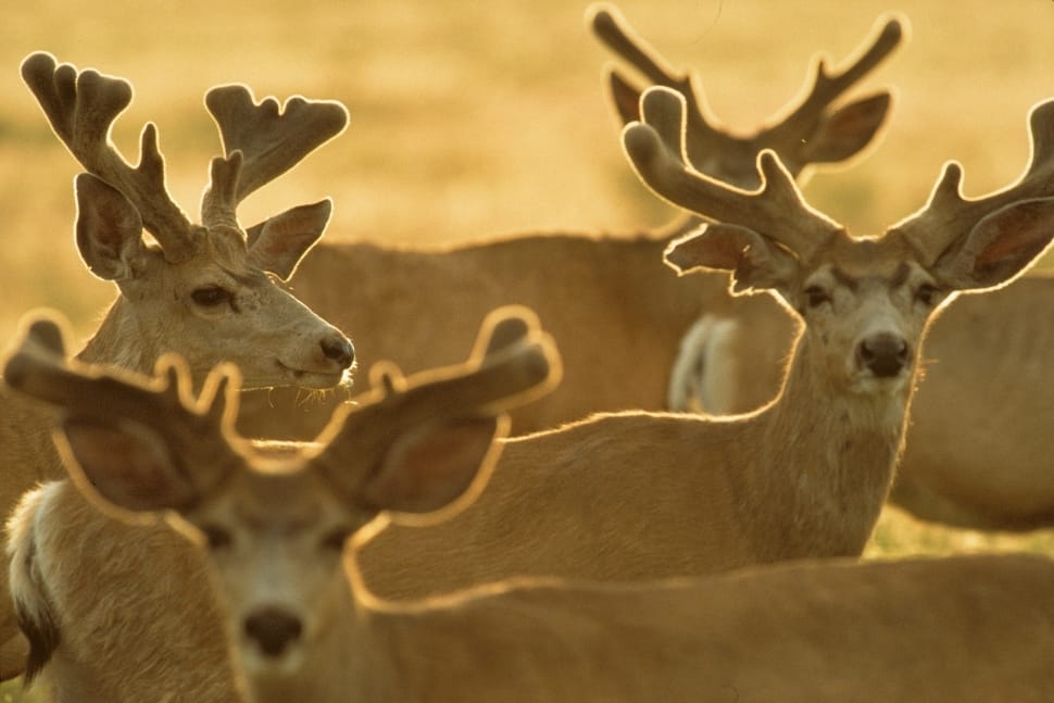 Nature, Herd, Bucks, Wildlife, Deer, antler, animal wildlife preview