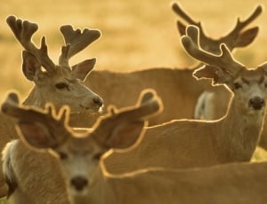 Nature, Herd, Bucks, Wildlife, Deer, antler, animal wildlife thumbnail