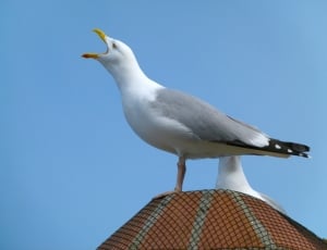 herring gull thumbnail