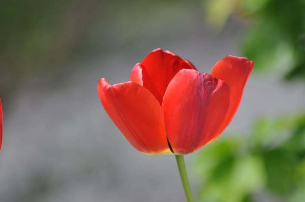 red tulip preview