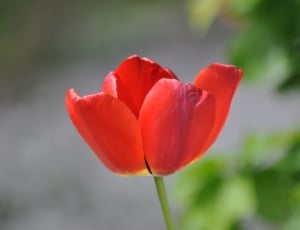 red tulip thumbnail