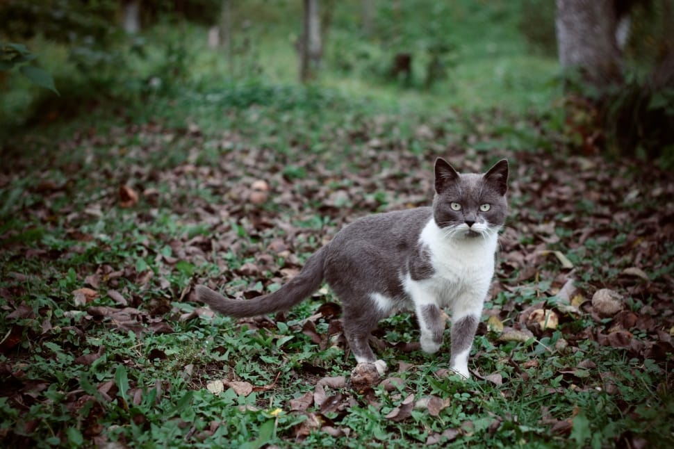 gray and white short fur cat standing on withered leaf field surrounded by trees at daytime preview