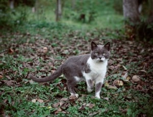 gray and white short fur cat standing on withered leaf field surrounded by trees at daytime thumbnail