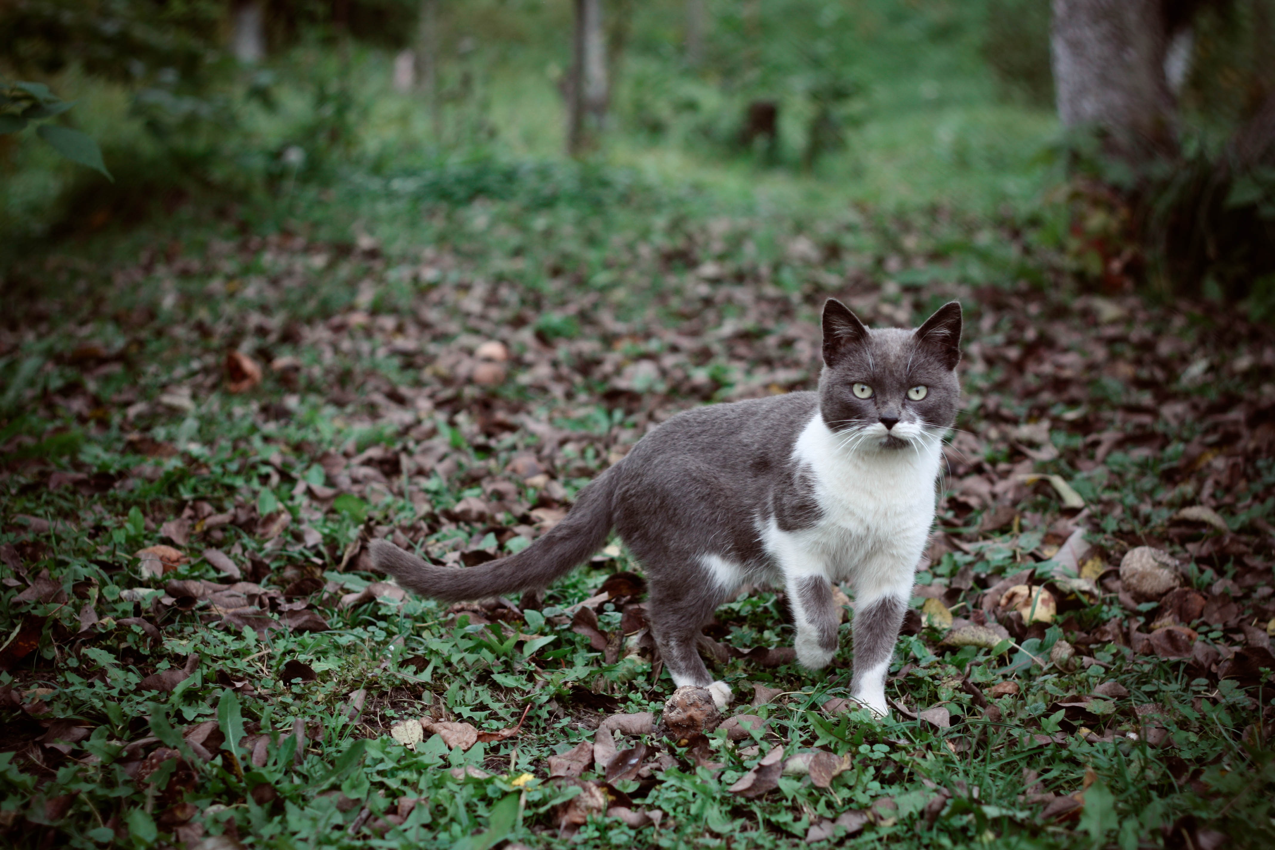 gray and white short fur cat standing on withered leaf field surrounded by trees at daytime