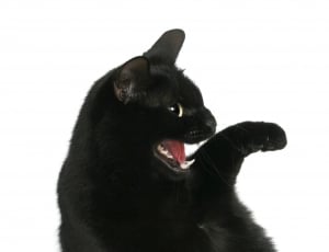 black short fut cat with white background thumbnail