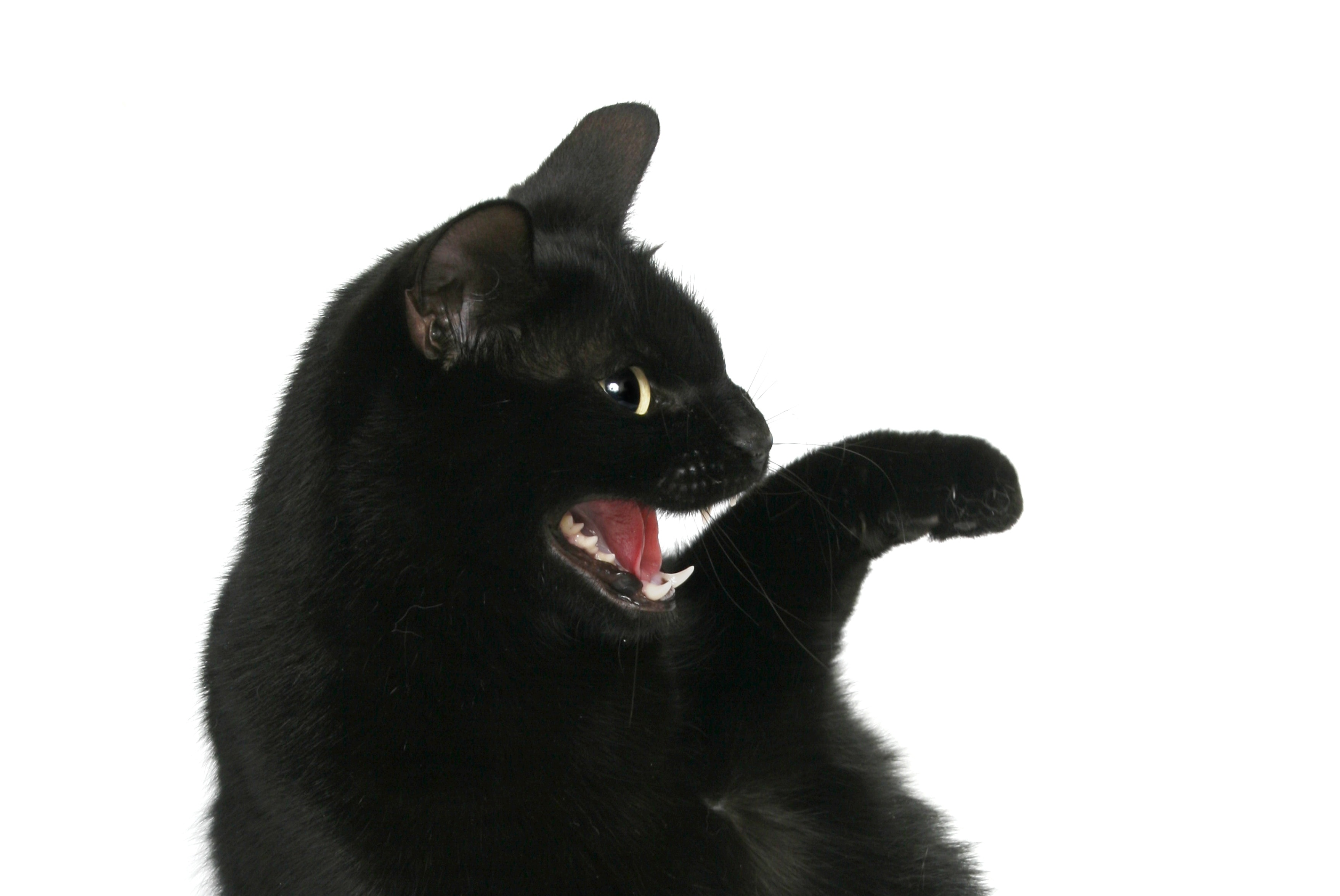 black short fut cat with white background
