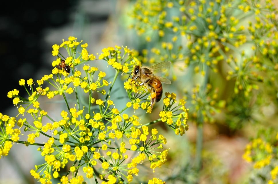 selective focus of Honeybee on yellow petaled flowers during daytime preview