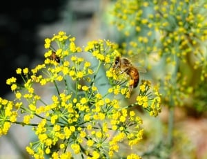 selective focus of Honeybee on yellow petaled flowers during daytime thumbnail