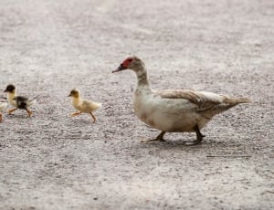 duck family walking on gray concrete road thumbnail