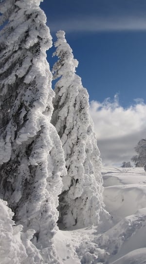 tree covered with snow thumbnail