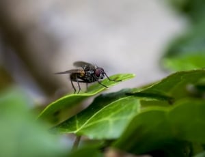 Wings, Animal, Insects, Bug, Nature, Fly, insect, leaf thumbnail