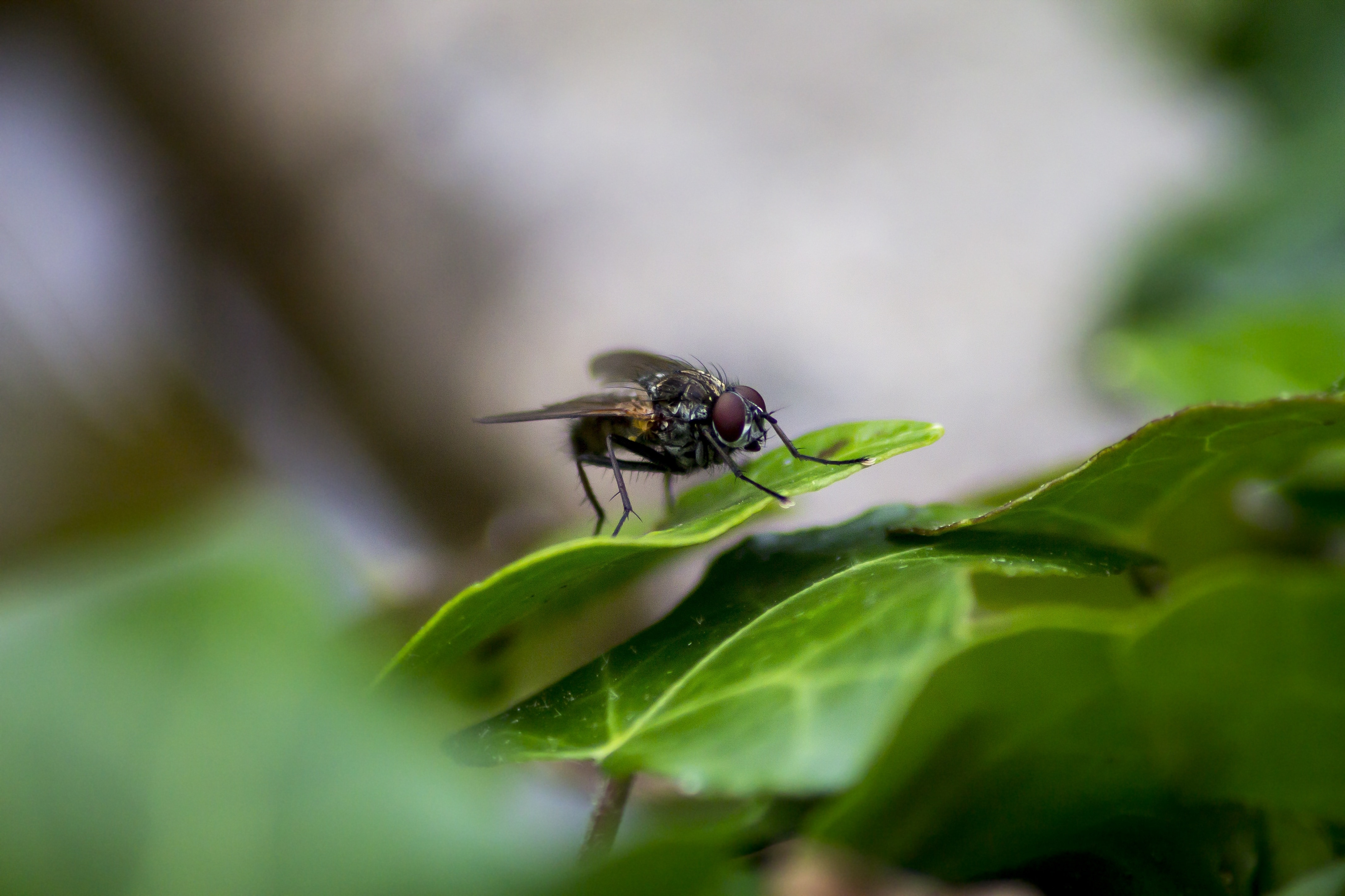 Wings, Animal, Insects, Bug, Nature, Fly, insect, leaf