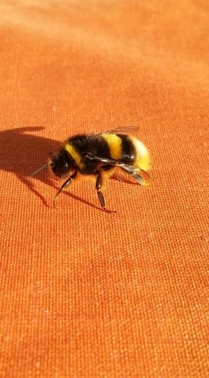 blue and black bee thumbnail