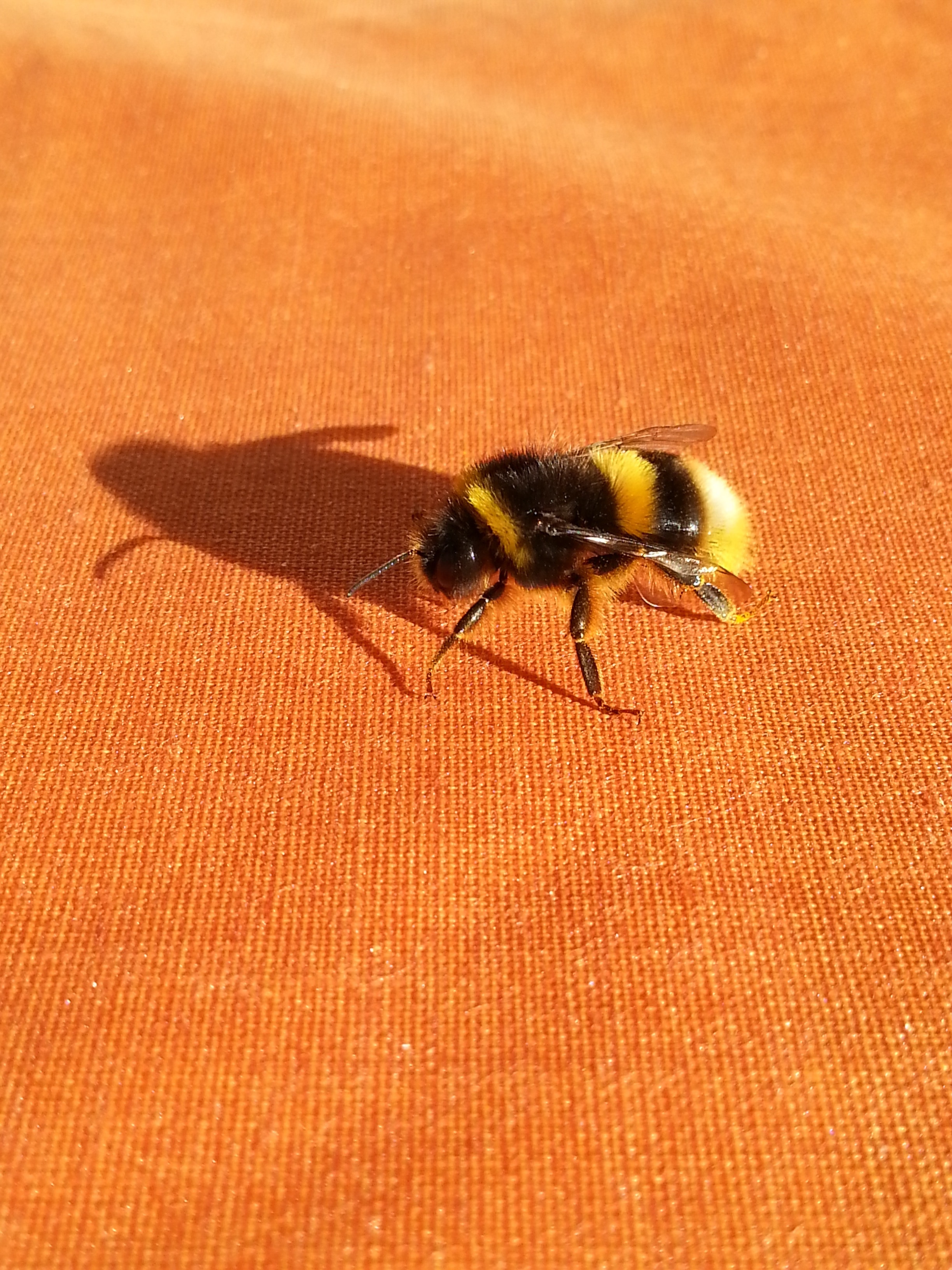 blue and black bee