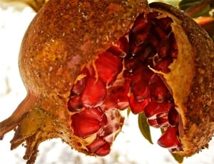 Tree, Fruit, Nature, Vegetable, Granada, food and drink, red thumbnail