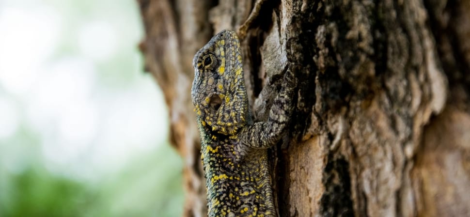gray and yellow gecko preview