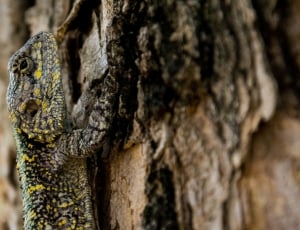 gray and yellow gecko thumbnail