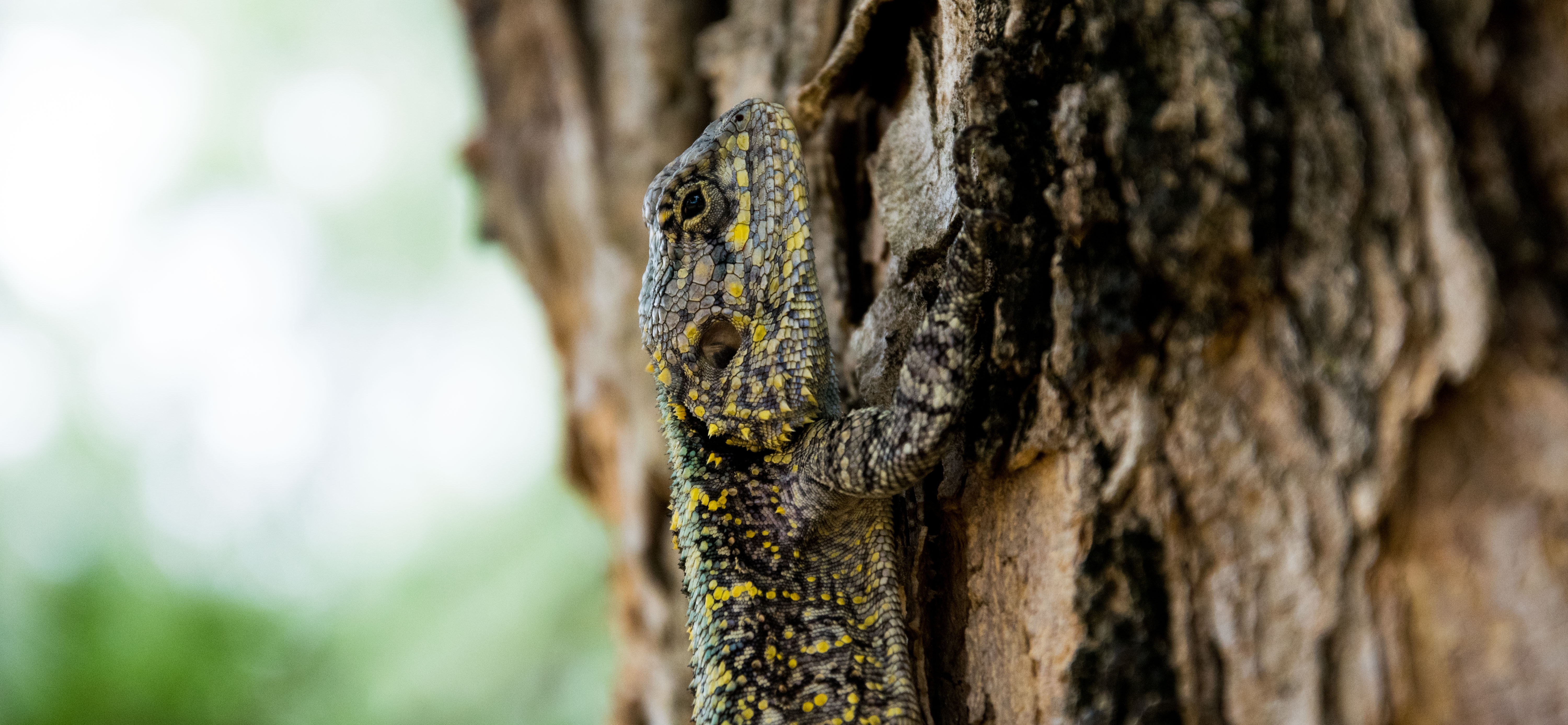 gray and yellow gecko