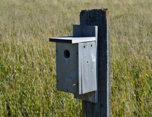 grey wooden bird post thumbnail