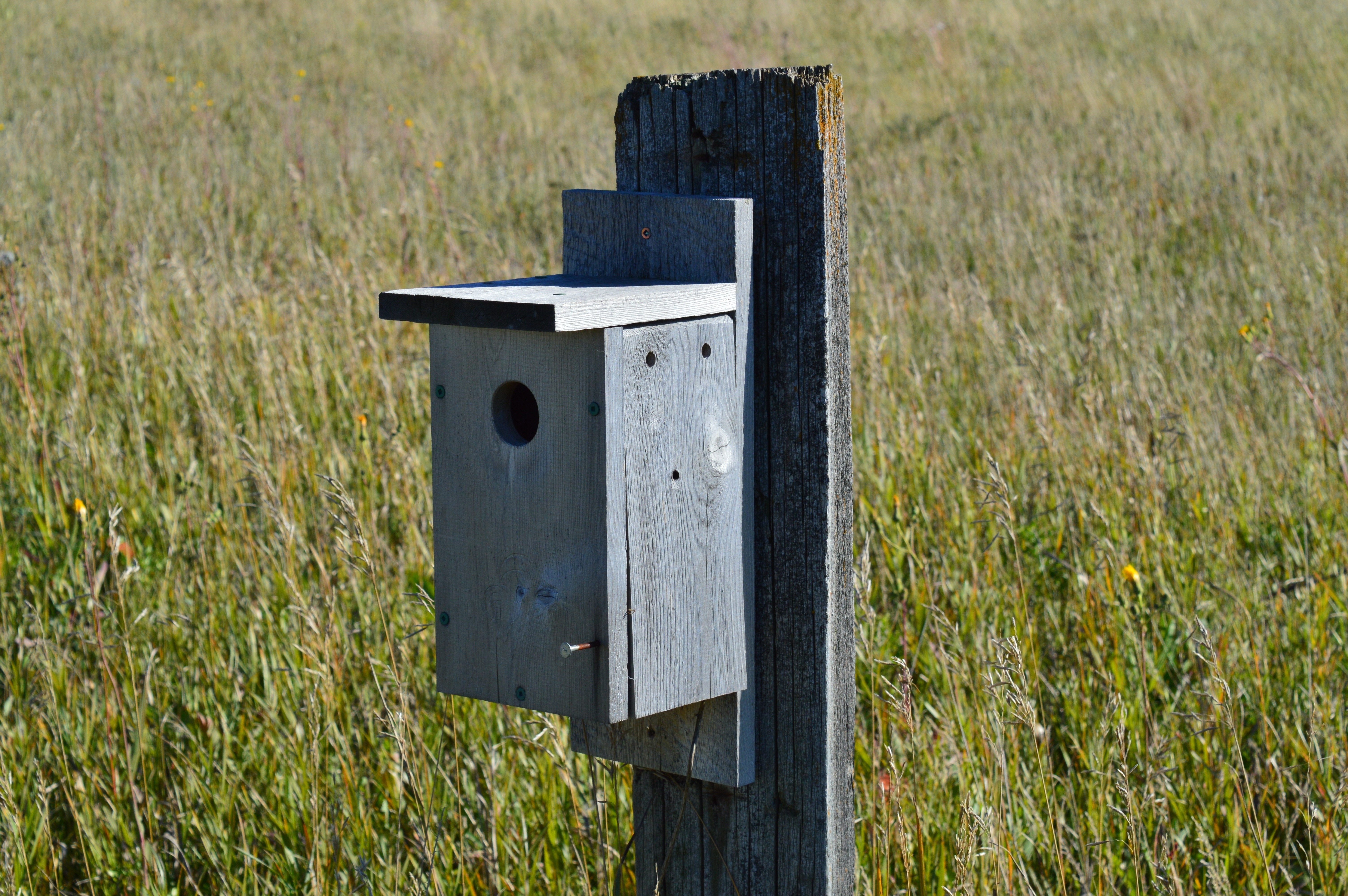 grey wooden bird post