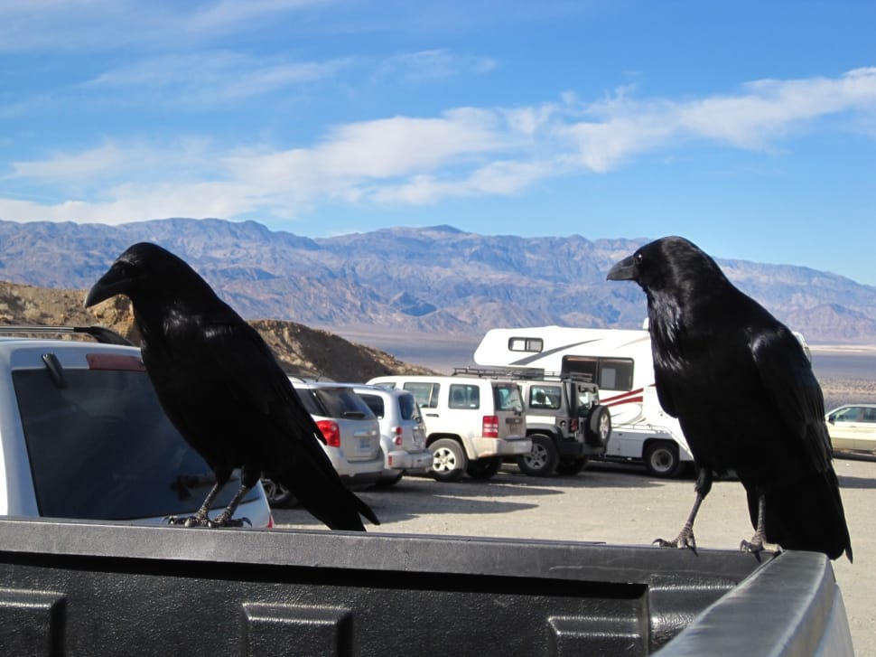 2 black crows preview