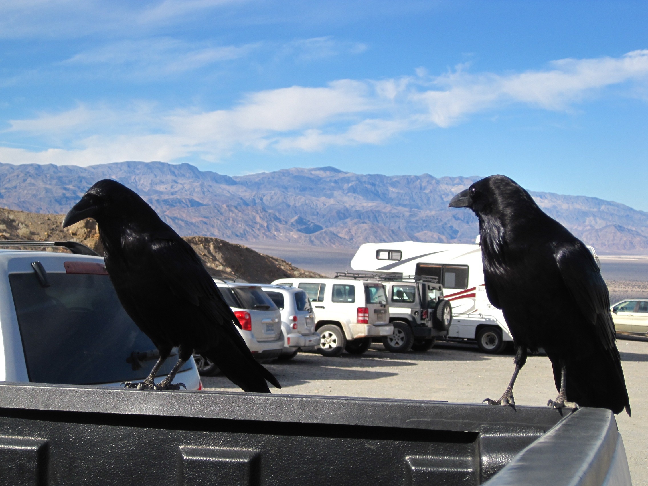 2 black crows