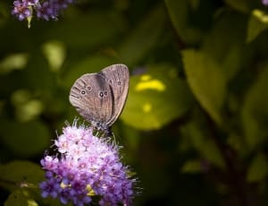 brown butterfly and purple petaled flower thumbnail