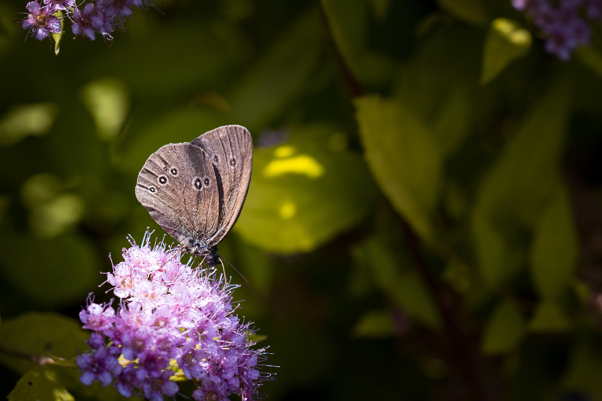brown butterfly and purple petaled flower