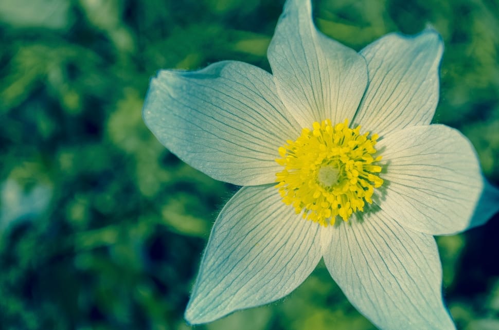 gray and yellow petaled flower near green leaves preview