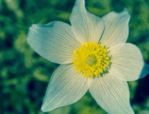 gray and yellow petaled flower near green leaves thumbnail
