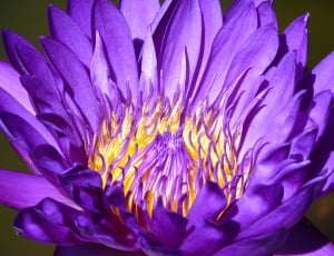 Flower, Water Lily, Plant, Pond, Water, flower, purple thumbnail