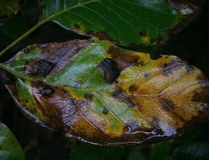 brown and green dry leaf thumbnail